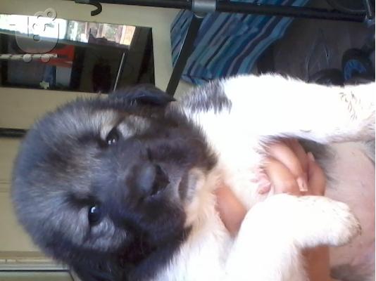 PoulaTo: koutavia kentrikis asias